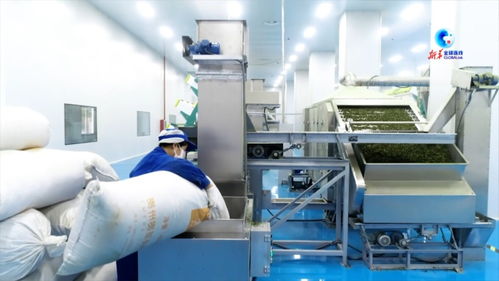 全球連線 在 中國抹茶之都 看 世界抹茶超級(jí)工廠 如何生產(chǎn)